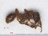  ( - RMNH.INS.541079)  @12 [ ] CreativeCommons - Attribution Non-Commercial Share-Alike (2013) Unspecified Naturalis Biodiversity Center
