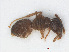  ( - RMNH.INS.541086)  @13 [ ] CreativeCommons - Attribution Non-Commercial Share-Alike (2013) Unspecified Naturalis Biodiversity Center