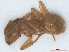  ( - RMNH.INS.541093)  @12 [ ] CreativeCommons - Attribution Non-Commercial Share-Alike (2013) Unspecified Naturalis Biodiversity Center