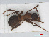  ( - RMNH.INS.541094)  @13 [ ] CreativeCommons - Attribution Non-Commercial Share-Alike (2013) Unspecified Naturalis Biodiversity Center