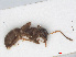  ( - RMNH.INS.541105)  @12 [ ] CreativeCommons - Attribution Non-Commercial Share-Alike (2013) Unspecified Naturalis Biodiversity Center