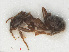  ( - RMNH.INS.541111)  @13 [ ] CreativeCommons - Attribution Non-Commercial Share-Alike (2013) Unspecified Naturalis Biodiversity Center