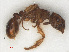  ( - RMNH.INS.541116)  @13 [ ] CreativeCommons - Attribution Non-Commercial Share-Alike (2013) Unspecified Naturalis Biodiversity Center
