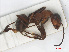  ( - RMNH.INS.541118)  @13 [ ] CreativeCommons - Attribution Non-Commercial Share-Alike (2013) Unspecified Naturalis Biodiversity Center