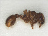  ( - RMNH.INS.541128)  @13 [ ] CreativeCommons - Attribution Non-Commercial Share-Alike (2013) Unspecified Naturalis Biodiversity Center