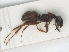  ( - RMNH.INS.541129)  @13 [ ] CreativeCommons - Attribution Non-Commercial Share-Alike (2013) Unspecified Naturalis Biodiversity Center