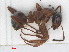  (Formica cunicularia - RMNH.INS.541132)  @12 [ ] CreativeCommons - Attribution Non-Commercial Share-Alike (2013) Unspecified Naturalis Biodiversity Center