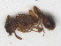  ( - RMNH.INS.541147)  @13 [ ] CreativeCommons - Attribution Non-Commercial Share-Alike (2013) Unspecified Naturalis Biodiversity Center