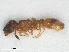  ( - RMNH.INS.541160)  @11 [ ] CreativeCommons - Attribution Non-Commercial Share-Alike (2013) Unspecified Naturalis Biodiversity Center
