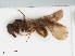  (Stenamma westwoodi - RMNH.INS.541163)  @12 [ ] CreativeCommons - Attribution Non-Commercial Share-Alike (2013) Unspecified Naturalis Biodiversity Center