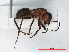  ( - RMNH.INS.546431)  @13 [ ] CreativeCommons - Attribution Non-Commercial Share-Alike (2013) Unspecified Naturalis Biodiversity Center