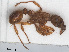  ( - RMNH.INS.546445)  @13 [ ] CreativeCommons - Attribution Non-Commercial Share-Alike (2013) Unspecified Naturalis Biodiversity Center