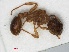  ( - RMNH.INS.546446)  @13 [ ] CreativeCommons - Attribution Non-Commercial Share-Alike (2013) Unspecified Naturalis Biodiversity Center