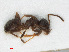  ( - RMNH.INS.546469)  @13 [ ] CreativeCommons - Attribution Non-Commercial Share-Alike (2013) Unspecified Naturalis Biodiversity Center