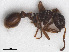  ( - RMNH.INS.546473)  @12 [ ] CreativeCommons - Attribution Non-Commercial Share-Alike (2013) Unspecified Naturalis Biodiversity Center