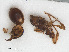  ( - RMNH.INS.546483)  @12 [ ] CreativeCommons - Attribution Non-Commercial Share-Alike (2013) Unspecified Naturalis Biodiversity Center