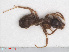  ( - RMNH.INS.546484)  @13 [ ] CreativeCommons - Attribution Non-Commercial Share-Alike (2013) Unspecified Naturalis Biodiversity Center