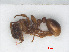  ( - RMNH.INS.549331)  @13 [ ] CreativeCommons - Attribution Non-Commercial Share-Alike (2013) Unspecified Naturalis Biodiversity Center