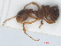  ( - RMNH.INS.549332)  @13 [ ] CreativeCommons - Attribution Non-Commercial Share-Alike (2013) Unspecified Naturalis Biodiversity Center