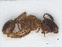  ( - RMNH.INS.549333)  @13 [ ] CreativeCommons - Attribution Non-Commercial Share-Alike (2013) Unspecified Naturalis Biodiversity Center