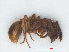  ( - RMNH.INS.549334)  @13 [ ] CreativeCommons - Attribution Non-Commercial Share-Alike (2013) Unspecified Naturalis Biodiversity Center