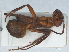  ( - RMNH.INS.549348)  @13 [ ] CreativeCommons - Attribution Non-Commercial Share-Alike (2013) Unspecified Naturalis Biodiversity Center