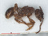  (Myrmica schencki - RMNH.INS.549360)  @14 [ ] CreativeCommons - Attribution Non-Commercial Share-Alike (2013) Unspecified Naturalis Biodiversity Center