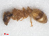  (Temnothorax albipennis - RMNH.INS.549379)  @11 [ ] CreativeCommons - Attribution Non-Commercial Share-Alike (2013) Unspecified Naturalis Biodiversity Center