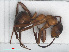  ( - RMNH.INS.549405)  @13 [ ] CreativeCommons - Attribution Non-Commercial Share-Alike (2013) Unspecified Naturalis Biodiversity Center