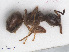  ( - RMNH.INS.549418)  @13 [ ] CreativeCommons - Attribution Non-Commercial Share-Alike (2013) Unspecified Naturalis Biodiversity Center