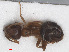  ( - RMNH.INS.549426)  @12 [ ] CreativeCommons - Attribution Non-Commercial Share-Alike (2013) Unspecified Naturalis Biodiversity Center