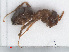  ( - RMNH.INS.549428)  @12 [ ] CreativeCommons - Attribution Non-Commercial Share-Alike (2013) Unspecified Naturalis Biodiversity Center