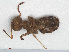  ( - RMNH.INS.549430)  @13 [ ] CreativeCommons - Attribution Non-Commercial Share-Alike (2013) Unspecified Naturalis Biodiversity Center