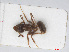  ( - RMNH.INS.549451)  @12 [ ] CreativeCommons - Attribution Non-Commercial Share-Alike (2013) Unspecified Naturalis Biodiversity Center