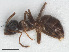  ( - RMNH.INS.549452)  @12 [ ] CreativeCommons - Attribution Non-Commercial Share-Alike (2013) Unspecified Naturalis Biodiversity Center