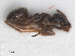  ( - RMNH.INS.549453)  @13 [ ] CreativeCommons - Attribution Non-Commercial Share-Alike (2013) Unspecified Naturalis Biodiversity Center