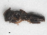  (Tapinoma madeirense - RMNH.INS.549462)  @13 [ ] CreativeCommons - Attribution Non-Commercial Share-Alike (2013) Unspecified Naturalis Biodiversity Center
