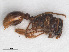  ( - RMNH.INS.549464)  @13 [ ] CreativeCommons - Attribution Non-Commercial Share-Alike (2013) Unspecified Naturalis Biodiversity Center