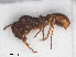  ( - RMNH.INS.549466)  @14 [ ] CreativeCommons - Attribution Non-Commercial Share-Alike (2013) Unspecified Naturalis Biodiversity Center