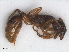  ( - RMNH.INS.549468)  @12 [ ] CreativeCommons - Attribution Non-Commercial Share-Alike (2013) Unspecified Naturalis Biodiversity Center