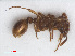  ( - RMNH.INS.549477)  @13 [ ] CreativeCommons - Attribution Non-Commercial Share-Alike (2013) Unspecified Naturalis Biodiversity Center