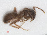  ( - RMNH.INS.549482)  @12 [ ] CreativeCommons - Attribution Non-Commercial Share-Alike (2013) Unspecified Naturalis Biodiversity Center