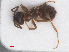  ( - RMNH.INS.549483)  @13 [ ] CreativeCommons - Attribution Non-Commercial Share-Alike (2013) Unspecified Naturalis Biodiversity Center