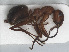  ( - RMNH.INS.549484)  @14 [ ] CreativeCommons - Attribution Non-Commercial Share-Alike (2013) Unspecified Naturalis Biodiversity Center