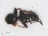  ( - RMNH.INS.549493)  @12 [ ] CreativeCommons - Attribution Non-Commercial Share-Alike (2013) Unspecified Naturalis Biodiversity Center