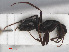  ( - RMNH.INS.549497)  @11 [ ] CreativeCommons - Attribution Non-Commercial Share-Alike (2013) Unspecified Naturalis Biodiversity Center