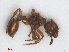  ( - RMNH.INS.549500)  @13 [ ] CreativeCommons - Attribution Non-Commercial Share-Alike (2013) Unspecified Naturalis Biodiversity Center