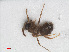  ( - RMNH.INS.549728)  @12 [ ] CreativeCommons - Attribution Non-Commercial Share-Alike (2013) Unspecified Naturalis Biodiversity Center