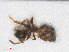  ( - RMNH.INS.549730)  @12 [ ] CreativeCommons - Attribution Non-Commercial Share-Alike (2013) Unspecified Naturalis Biodiversity Center