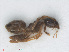  ( - RMNH.INS.549775)  @13 [ ] CreativeCommons - Attribution Non-Commercial Share-Alike (2013) Unspecified Naturalis Biodiversity Center